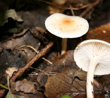 Hygrophorus leucophaeus